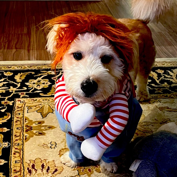 Meet your Posher, Lexy - Picture 1 of 1